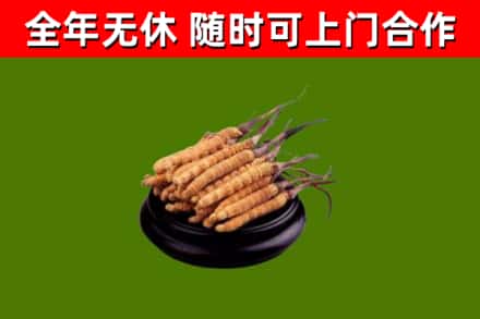 连州市回收冬虫夏草